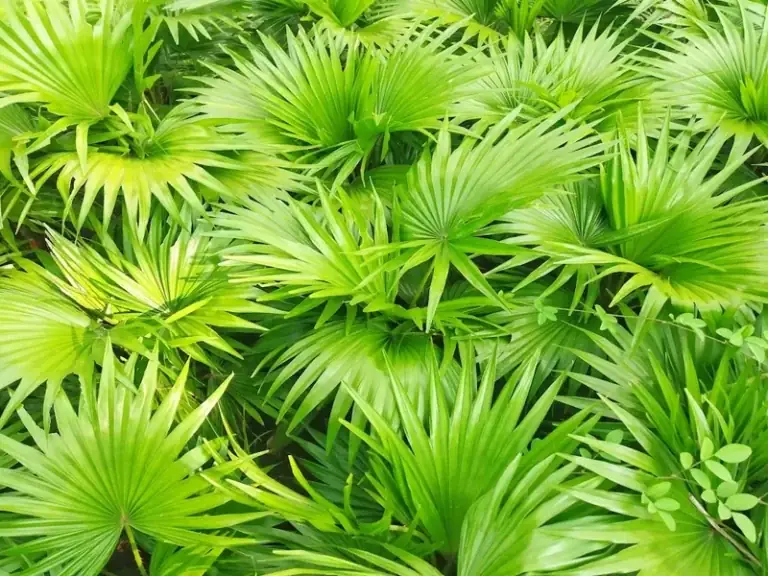 Tongkat Ali