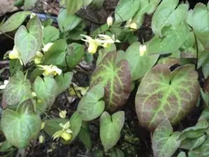 Horny Goat Weed